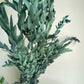 Eucalipto Parvifolia Green