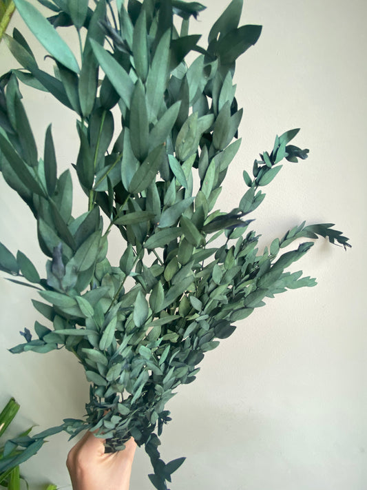 Eucalipto Parvifolia Green