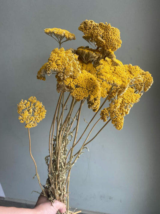 Yarrow- Golden