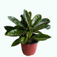 Aglaonema Pink Moon: Elegancia y Encanto en Tonalidades Rosadas