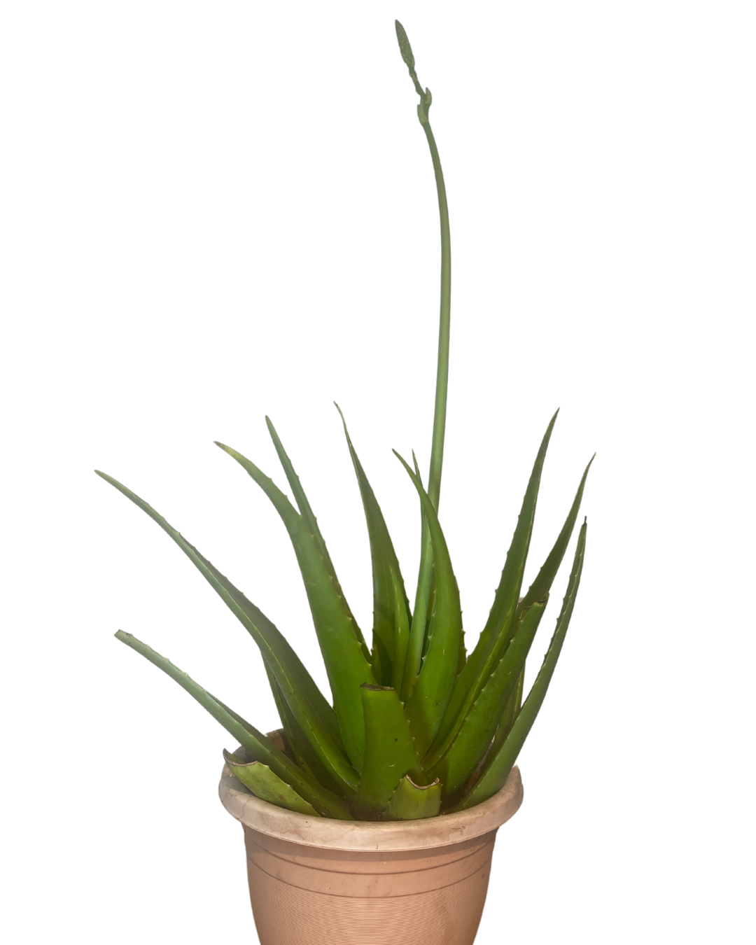 Aloe