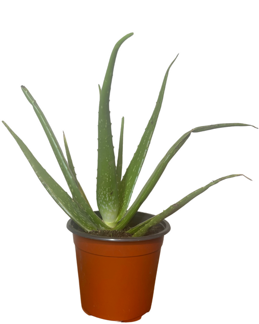 Aloe