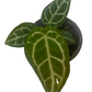 Anthurium Crystallinum "Anthurio Cristal"