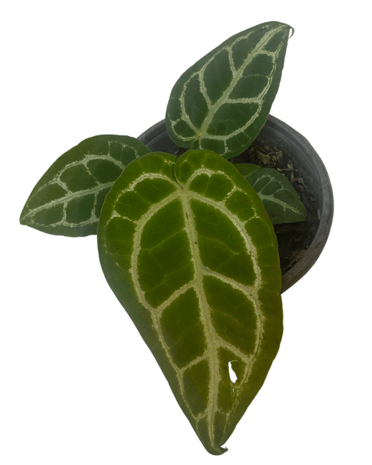 Anthurium Crystallinum "Anthurio Cristal"