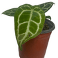 Anthurium Crystallinum "Anthurio Cristal"