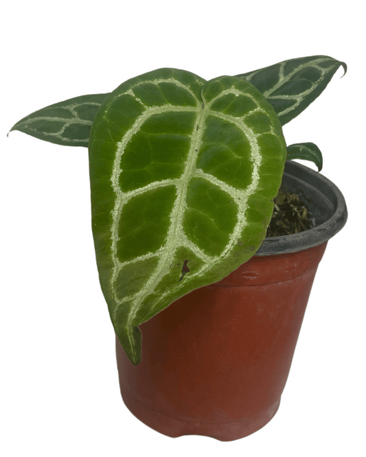 Anthurium Crystallinum "Anthurio Cristal"