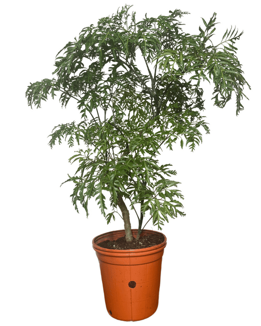 Polyscia Fruticosa - Aralia Ming - Árbol Chino