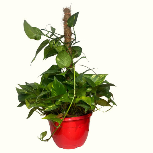 Pothos en canasta con tutor