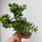 Portulacaria Afra (Monedita)