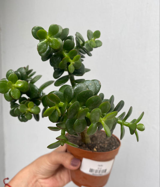 Portulacaria Afra (Monedita)