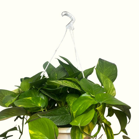 Pothos en Canasta