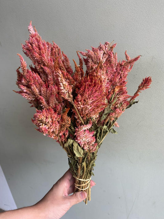 Celosia Plume - Brick Red