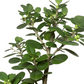 Ficus microcarpa / Banyan Chino Tipo Bonsai