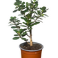 Ficus microcarpa / Banyan Chino Tipo Bonsai