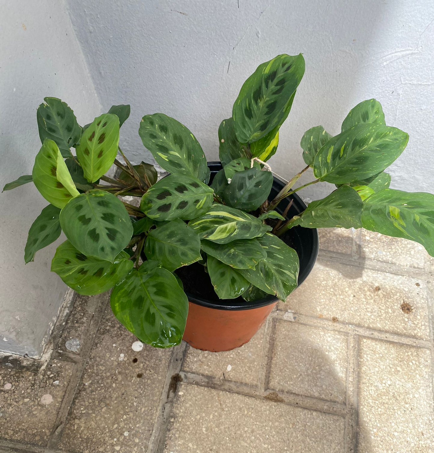 Maranta Kerchoveana Variegada