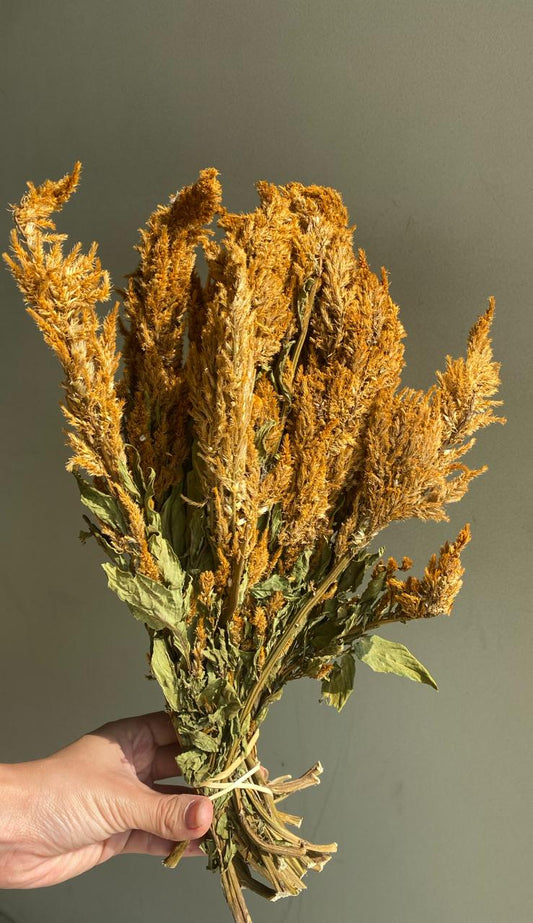 Celosia- Golden Plume