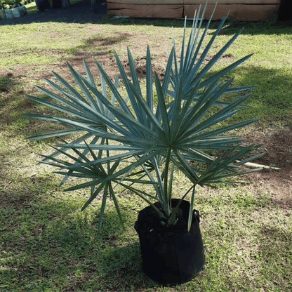 Bismarckia nobilis: La Majestuosidad de la Palma de Bismarck