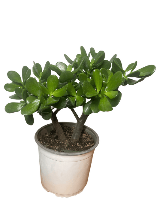 Crassula Ovata "Árbol de Jade"