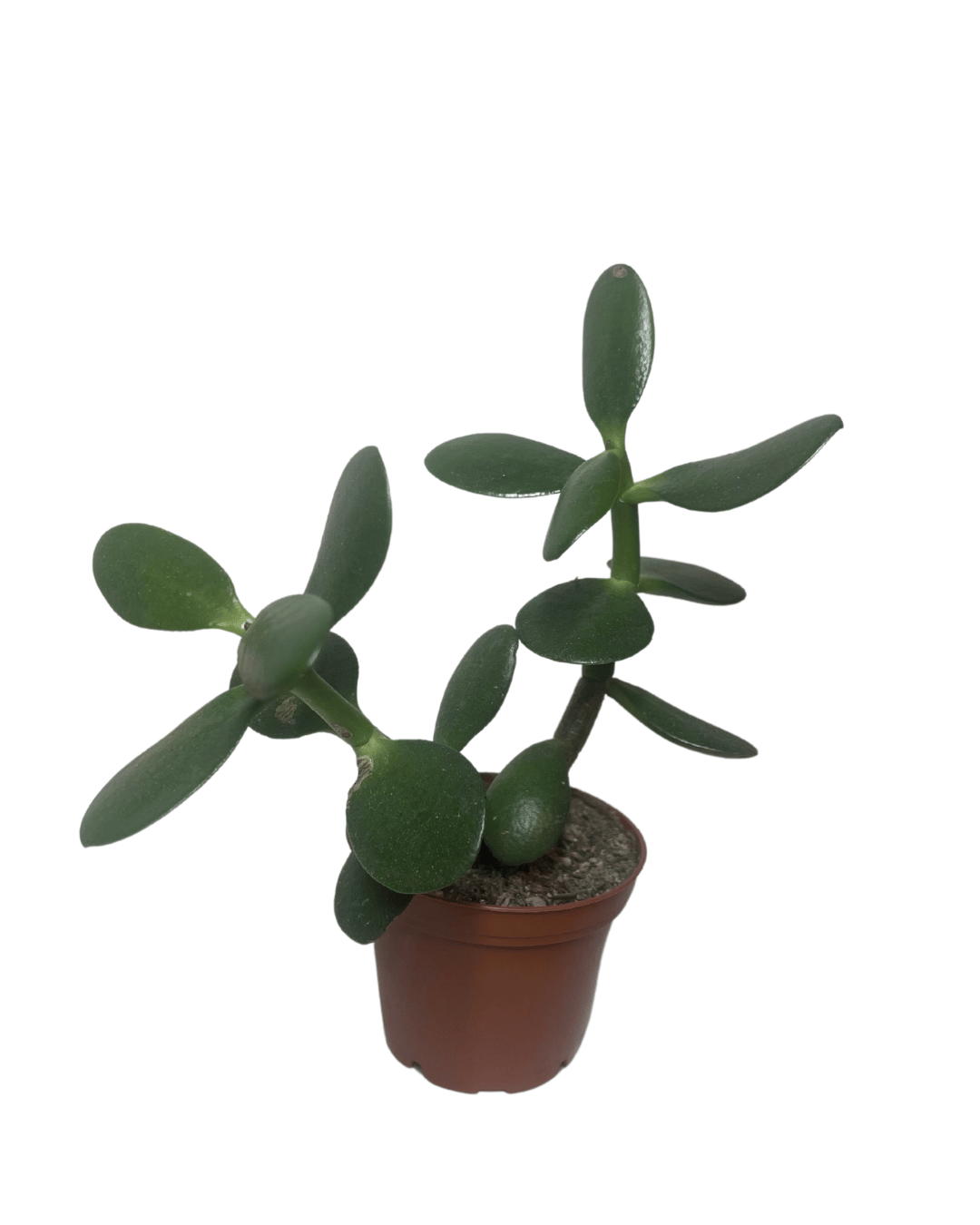 Crassula Ovata "Árbol de Jade"