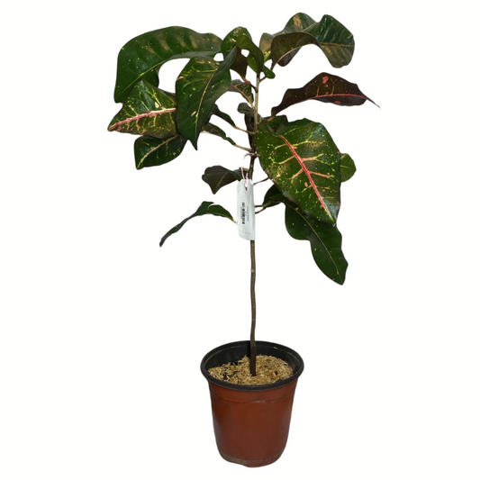 Croton Petra Small