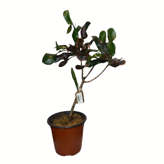 Croton Tornillo