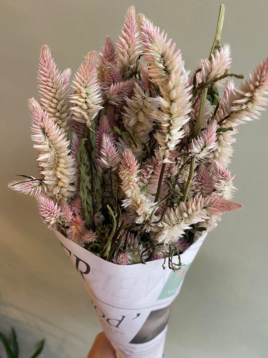 Celosia Flamingo Feather