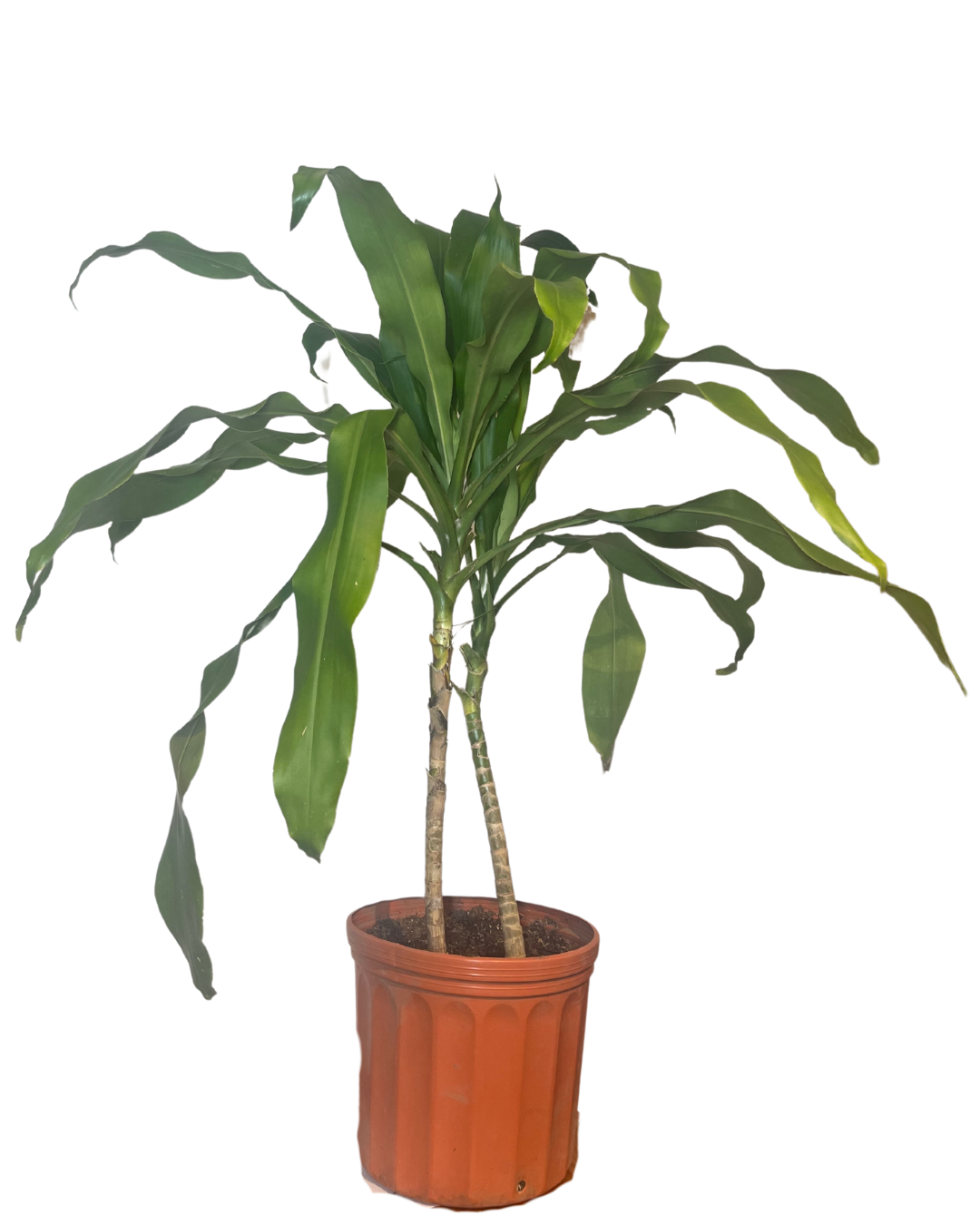 Dracaena Fragrans Massangeana "Planta de la Felicidad"