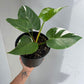 Philodendron White Princess