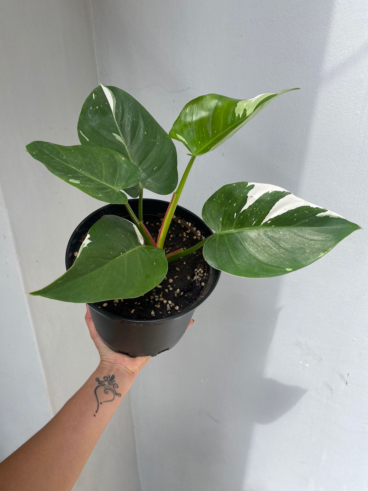 Philodendron White Princess