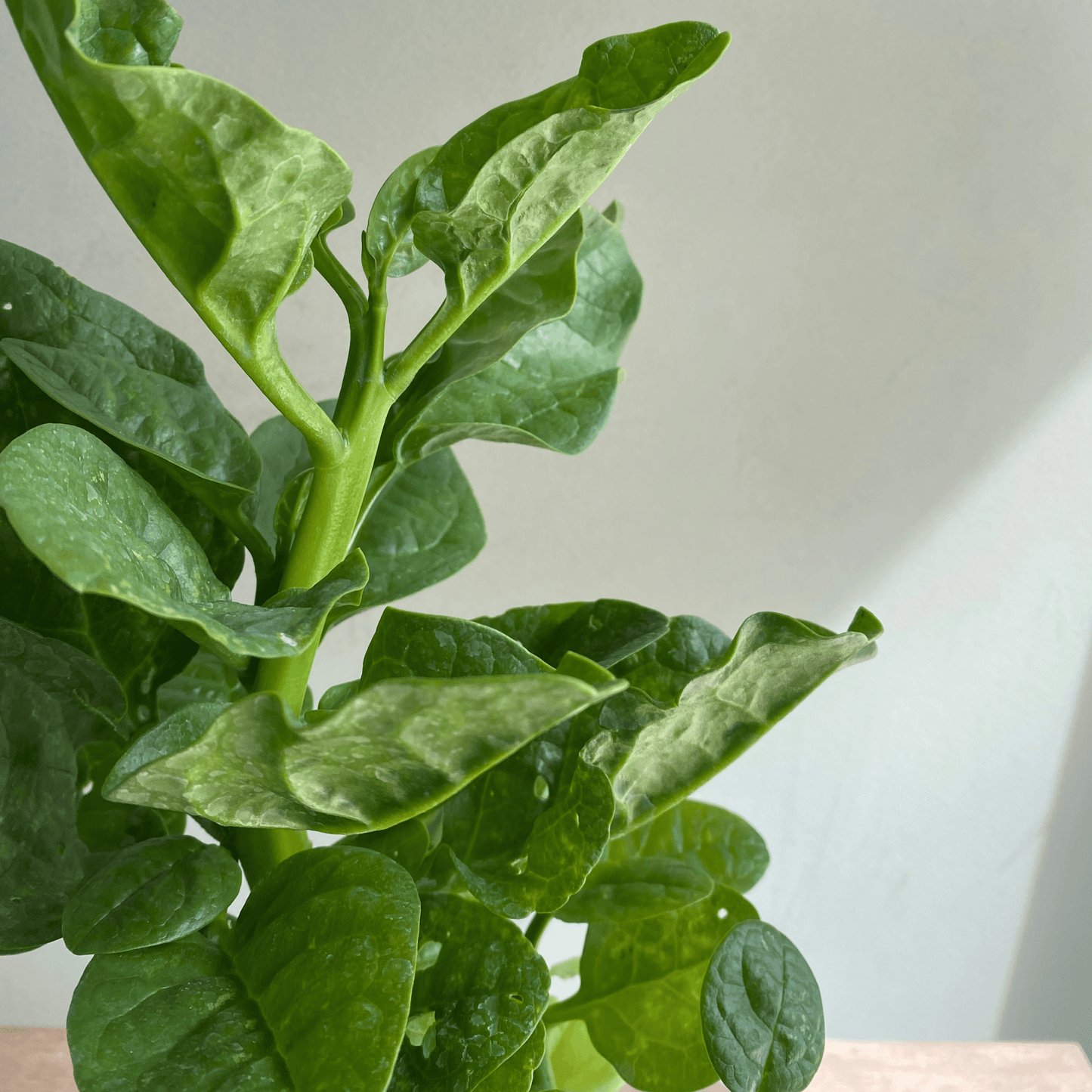 Espinaca de Cultivo Orgánico en Maceta - Nutrición Verde en tu Hogar