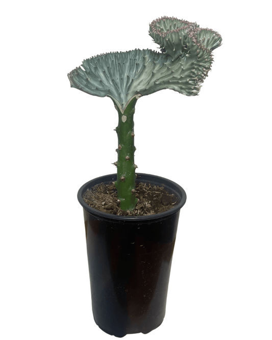 Euphorbia Lactea