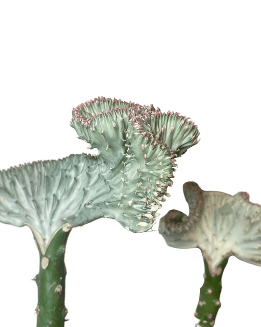 Euphorbia Lactea