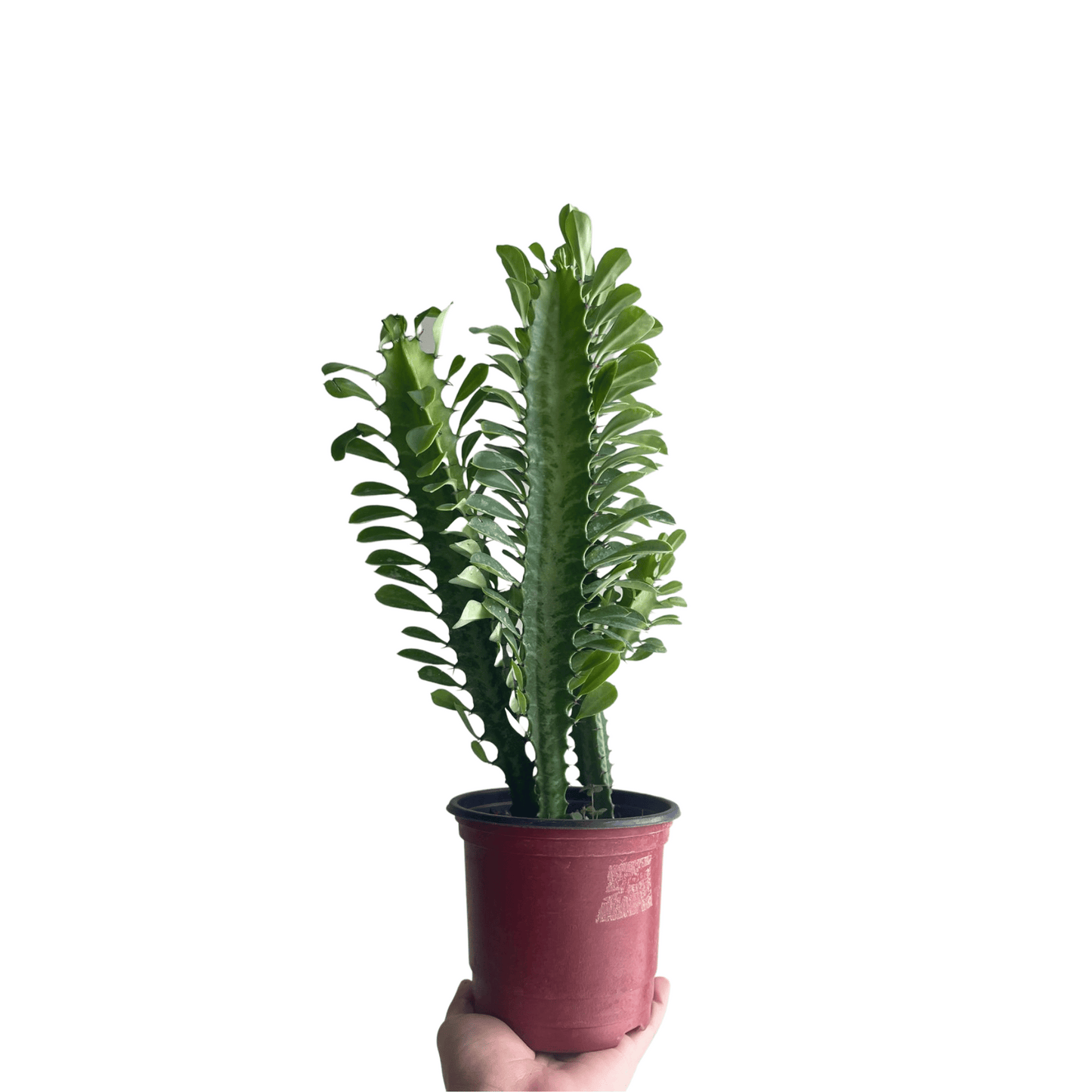 Cactus Euphorbia Trigona