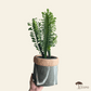 Cactus Euphorbia Trigona