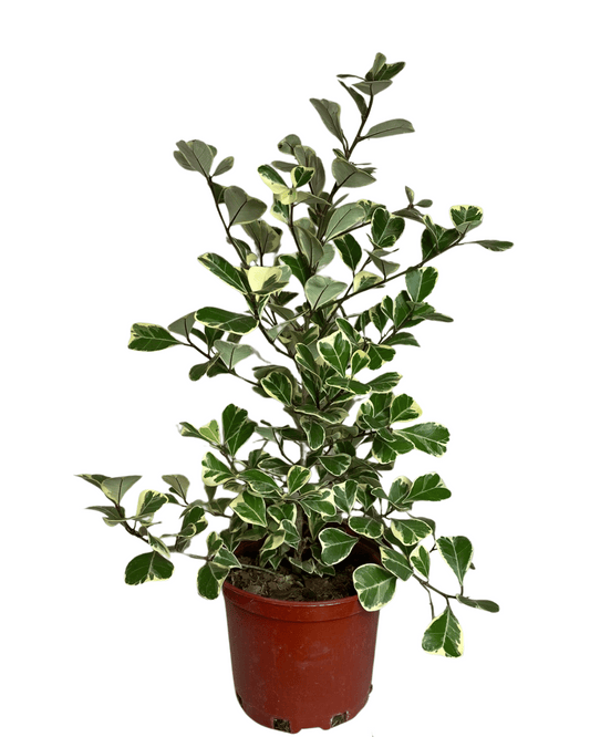 Ficus Triangularis