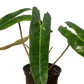 Philodendron Billitae