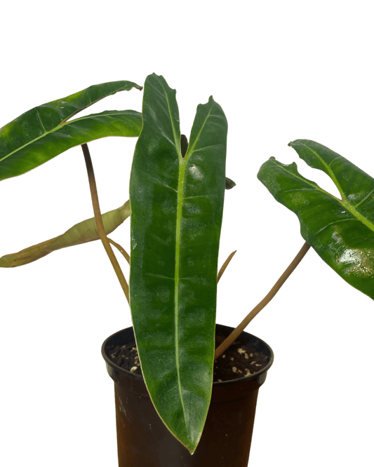 Philodendron Billitae