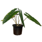 Philodendron Billitae