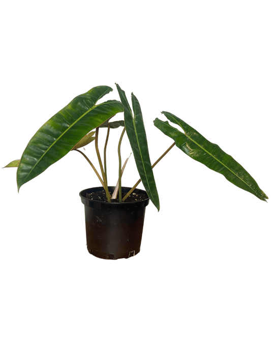 Philodendron Billitae