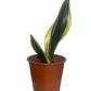 Dracaena Trifasciata Enana, Sansevieria Enana "Lengua de Suegra"