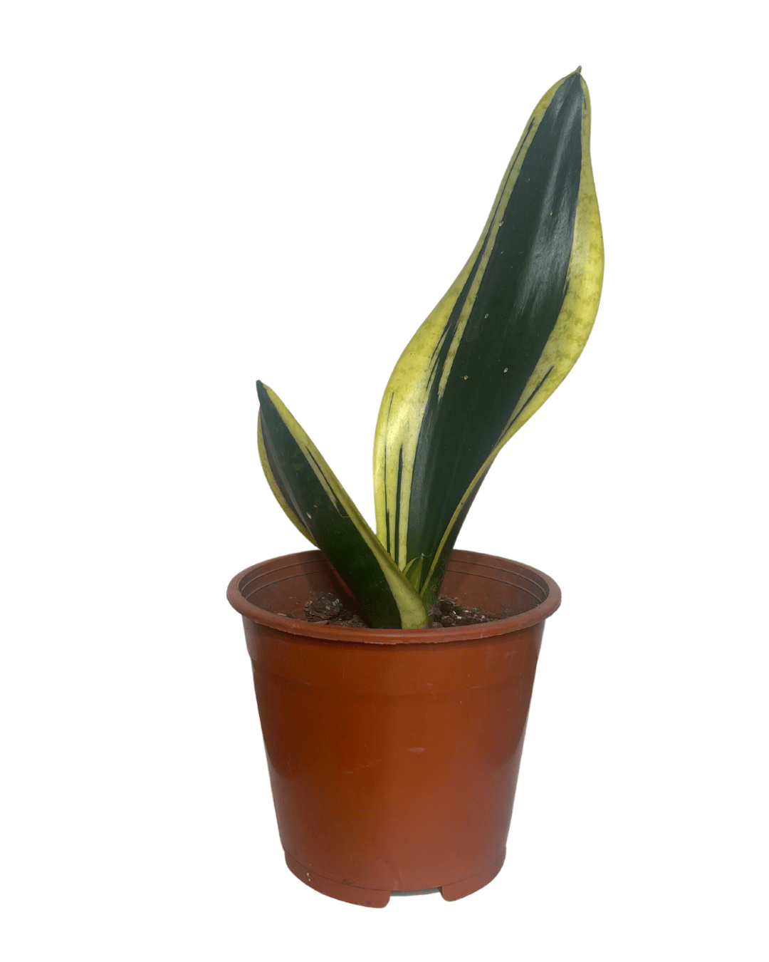 Dracaena Trifasciata Enana, Sansevieria Enana "Lengua de Suegra"