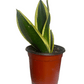 Dracaena Trifasciata Enana, Sansevieria Enana "Lengua de Suegra"