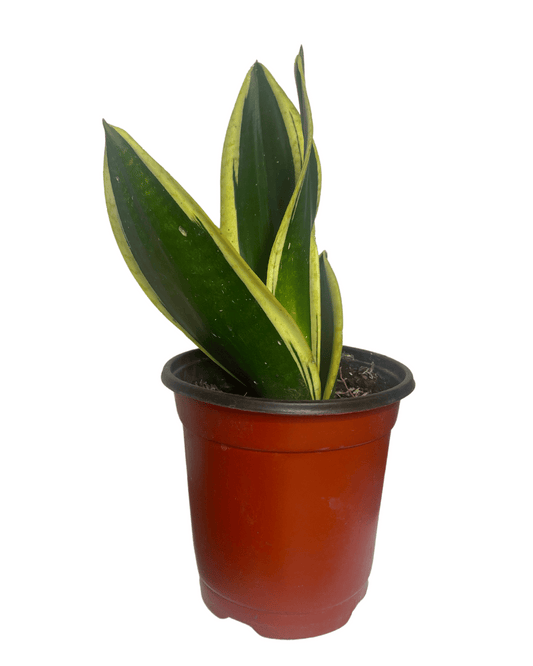 Dracaena Trifasciata Enana, Sansevieria Enana "Lengua de Suegra"