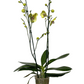 Orquídea de dos varas