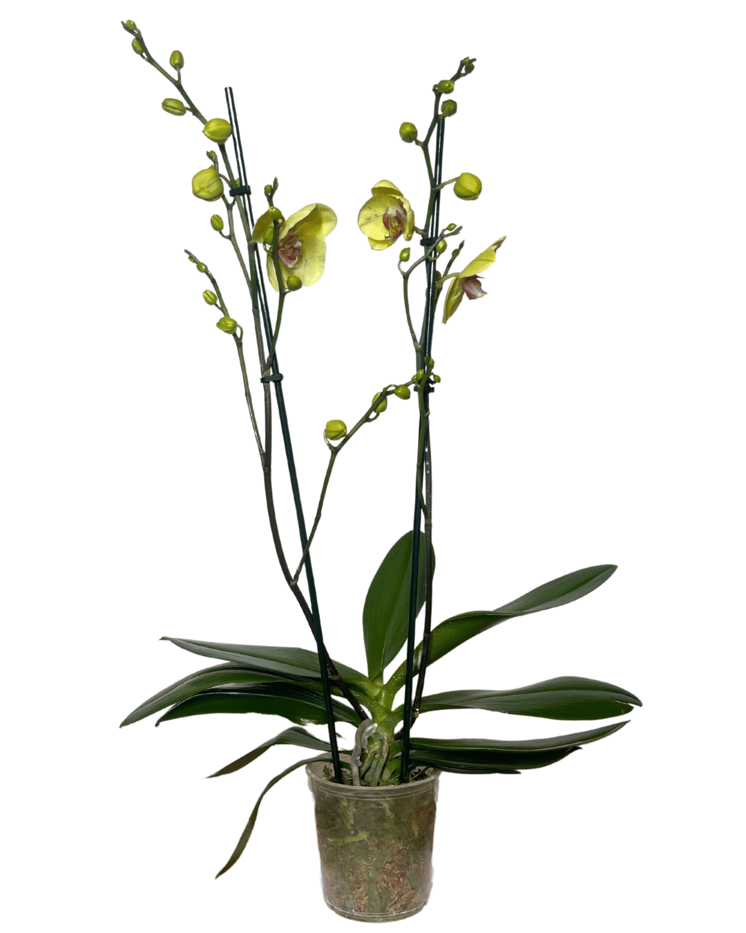 Orquídea de dos varas