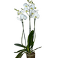 Orquídea Phalaenopsis de 3 Varas Florales