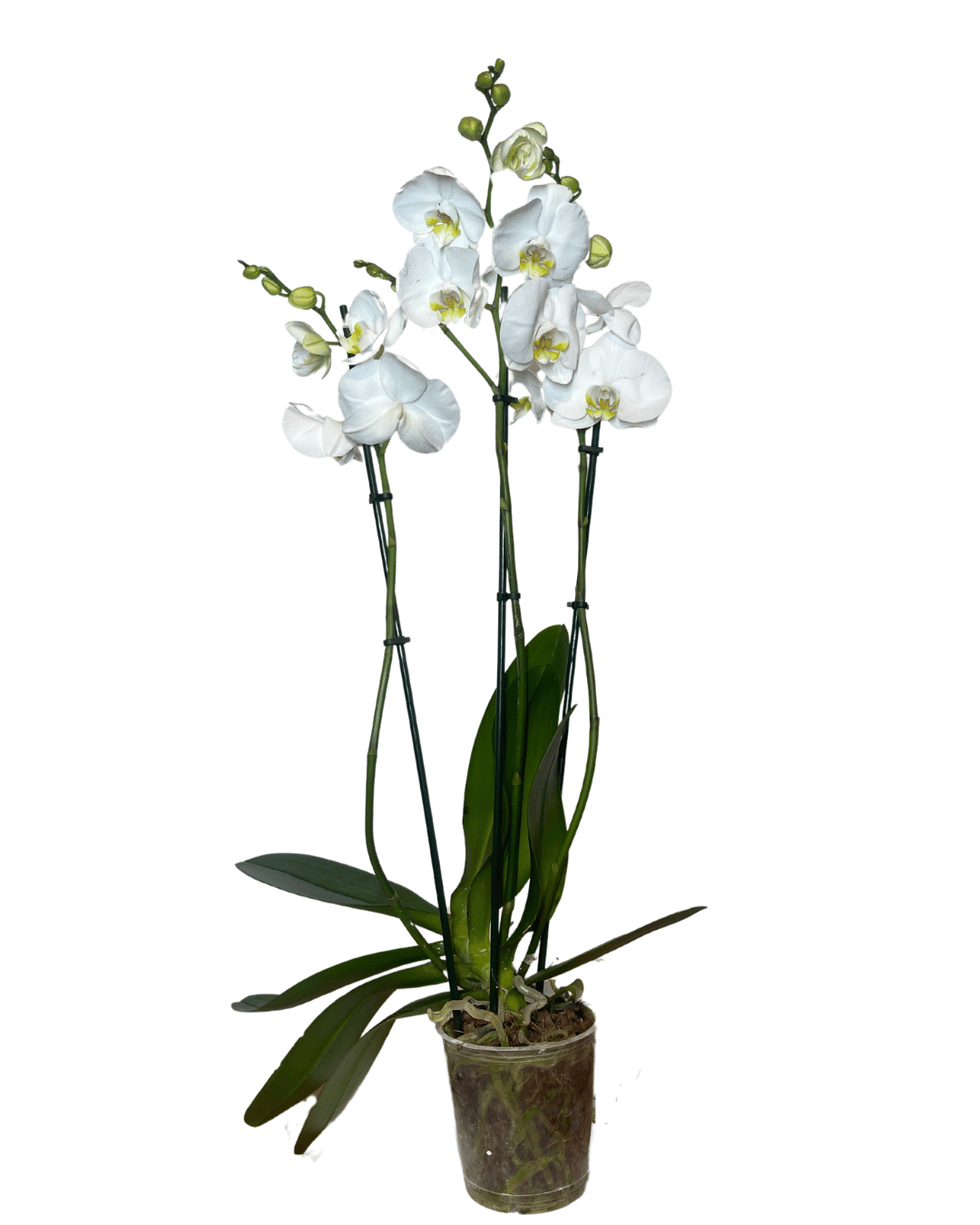 Orquídea Phalaenopsis de 3 Varas Florales