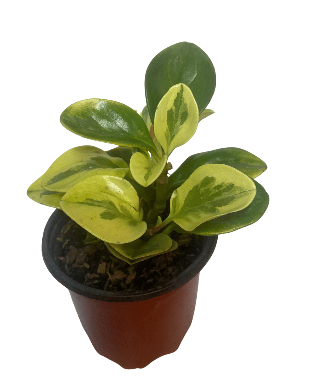 Peperonia Variegada