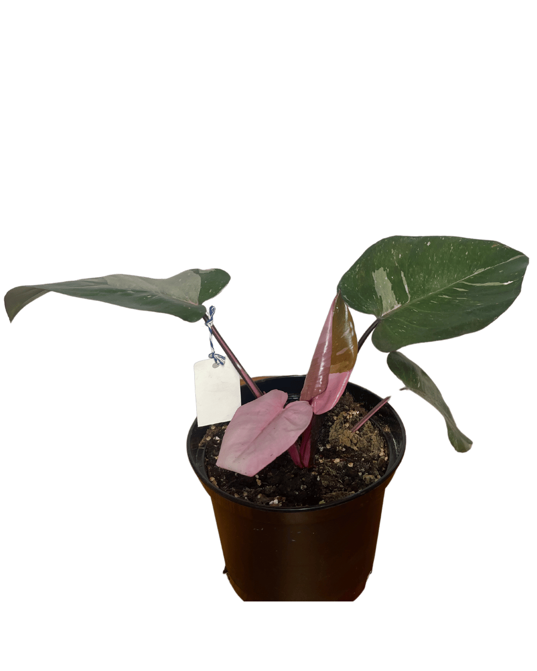 Philodendron Pink Princess Marble