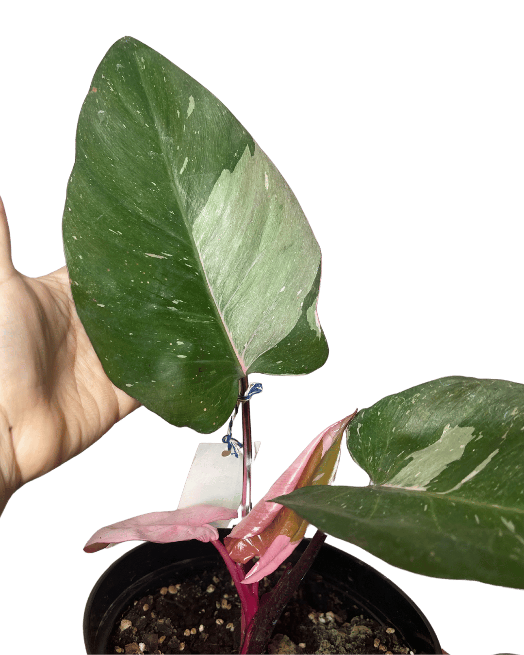 Philodendron Pink Princess Marble